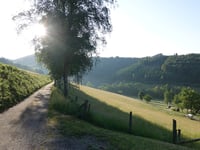 Birken-Höhenweg da Westfeld