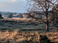 Worth-Rheder Zand