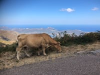 Bocca di Battaglia