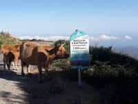Bocca di Battaglia da Regino