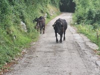 Monte Grappa da Possagno via Salto della Cabra