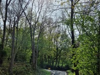 Bois de Beyne