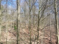 Bois de la Houppe