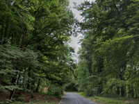 Bois de la Houssière z Braine-le-Comte
