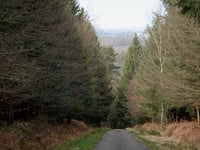 Bois de Mangoister