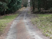 Bois de Mangoister