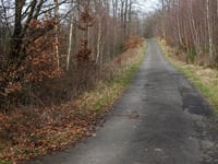 Bois de Mangoister