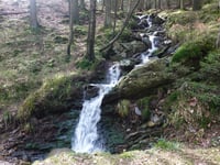 Bois de Mangoister
