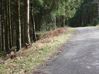 Bois de Mangoister