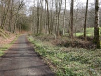 Bois de Mangoister