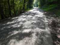 Bois de Mauhin