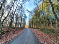 Bois de Rassouster da Royompré