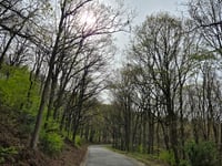 Bois de Saint-Laurant