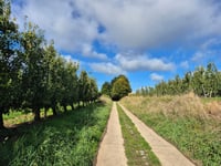 Bollenberg da Groot-Loon