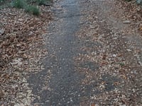 Bosco di Cesara from Cesara