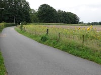 Bosrandweg