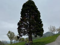 Burgweid von Wisen