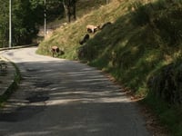Campello Monti from Omegna