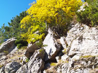 Capannelle