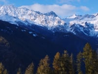 Carnale von Sondrio