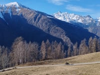 Carnale von Sondrio