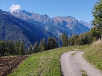 Carnale von Sondrio
