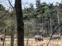 Cattepoelseweg from Schaarsbergen