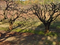 Chemin de Berigolier