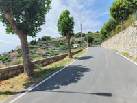 Cipressa