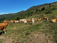 Col d'Aspin