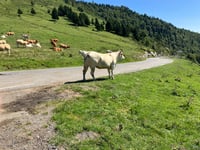 Colle d'Aspin da Sainte Marie de Campan