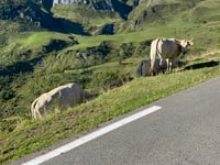 Col d'Aubisque from Argelès Gazost via Col du Soulor