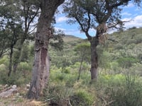 Coll de Banyuls / Col du Berger Mort von Espolla