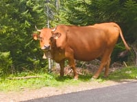 Col de Bassachaux