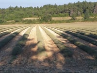Col de Notre Dame des Abeilles