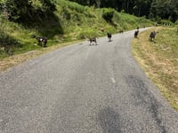 Col de Spandelles desde Argelès-Gazost