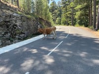 Col de Vergio von Ponte Castirla