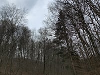 Col du Goetzenberg von Niedersteinbach