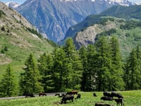 Colle del Piccolo San Bernardo von Pré Saint Didier
