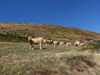 Col du Sapet von Saint Julien d'Arpaon