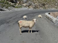 Col du Tourmalet von Luz Saint Sauveur über Voie Laurent Fignon