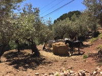 Coll d'en Marquès von Sòller