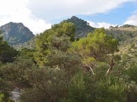 Coll de sa Batalla depuis Caimari