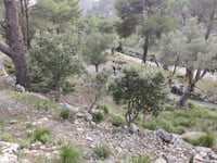 Coll de sa Batalla depuis Caimari