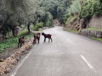 Coll de Sóller from Sóller