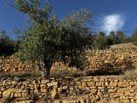 Coll del Cinto da La Bisbal de Montsant