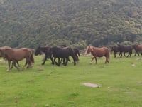 Collado de Fuente del Chivo von Entrambasaguas