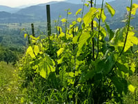 Colle dei Pasta von Negrone