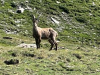 Colle dell'Agnello
