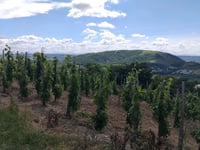 Côte de Brunieux von Saint Désirat